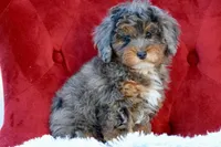 Unique, a female Maltipoo for sale in Muskogee, OK – Photo 9 of 10
