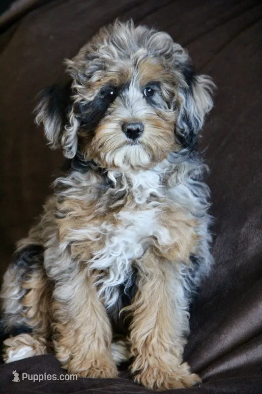 Unique – Maltipoo puppy for sale in Muskogee, OK