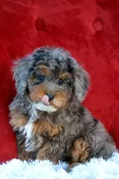 Unique, a female Maltipoo for sale in Muskogee, OK – Photo 10 of 10