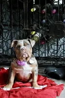 Opal, a female English Bulldog for sale in Muskogee, OK – 3 of 6