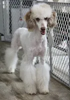 Ghost, a female Poodle - Miniature  for sale in Muskogee, OK – 7 of 8