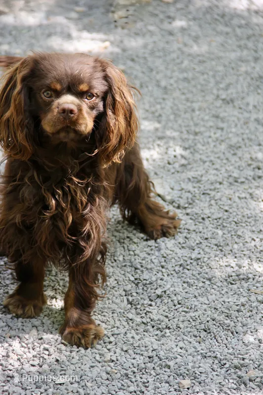 Wally  – Cavalier King Charles Spaniel puppy for sale in Muskogee, OK