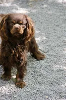 Wally , a male Cavalier King Charles Spaniel for sale in Muskogee, OK – 1 of 4
