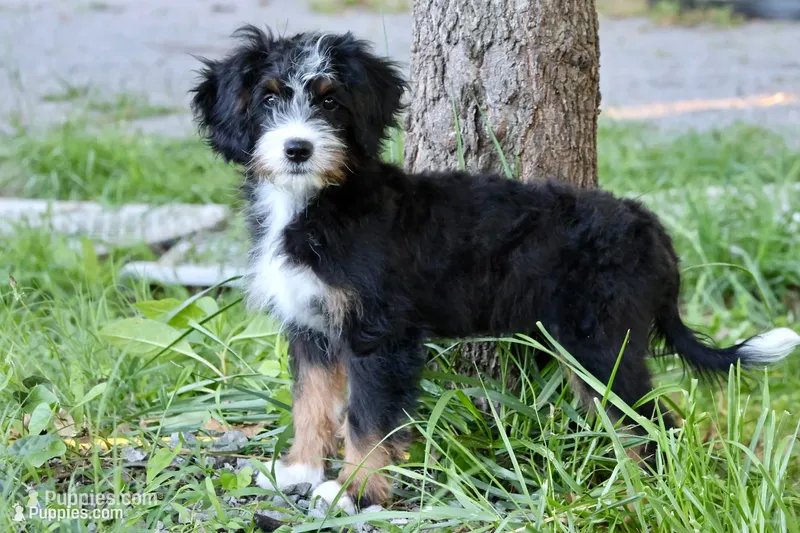 White collar Ultra  – Bernese Mountain Dog, Bernedoodle puppy for sale in Muskogee, OK
