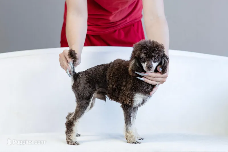 Copper, a male Poodle - Toy  for sale in Muskogee, OK – Photo 1 of 2