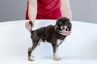 Copper, a male Poodle - Toy  for sale in Muskogee, OK – Photo 1 of 2