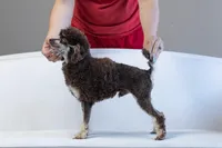 Copper, a male Poodle - Toy  for sale in Muskogee, OK – Photo 2 of 2