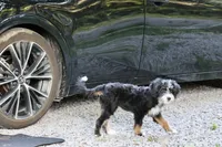 White collar Ultra , a female Bernese Mountain Dog and Bernedoodle for sale in Muskogee, OK – 5 of 9