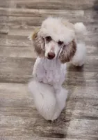 Ghost, a female Poodle - Miniature  for sale in Muskogee, OK – 1 of 8