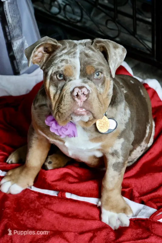 Opal – English Bulldog puppy for sale in Muskogee, OK