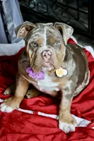 Opal, a female English Bulldog for sale in Muskogee, OK – 1 of 6