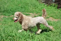 Chip , a male Poodle - Miniature  for sale in Muskogee, OK – 7 of 8