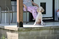 Ghost, a female Poodle - Miniature  for sale in Muskogee, OK – 8 of 8