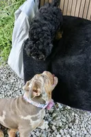 Opal, a female English Bulldog for sale in Muskogee, OK – 4 of 6