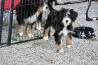 White collar Ultra , a female Bernese Mountain Dog and Bernedoodle for sale in Muskogee, OK – 6 of 9