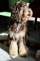 Julius, a male Cavapoo for sale in Muskogee, OK – 3 of 8