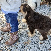 Julius, a male Cavapoo for sale in Muskogee, OK – Photo 8 of 8