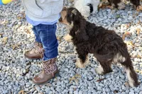 Julius, a male Cavapoo for sale in Muskogee, OK – Photo 8 of 8