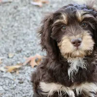 Julius, a male Cavapoo for sale in Muskogee, OK – Photo 7 of 8