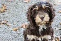 Julius, a male Cavapoo for sale in Muskogee, OK – Photo 7 of 8
