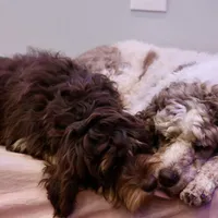 Julius, a male Cavapoo for sale in Muskogee, OK – Photo 4 of 8