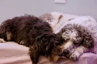 Julius, a male Cavapoo for sale in Muskogee, OK – Photo 4 of 8