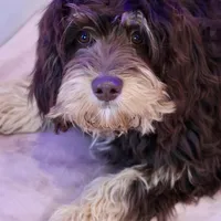 Julius, a male Cavapoo for sale in Muskogee, OK – Photo 3 of 8