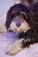 Julius, a male Cavapoo for sale in Muskogee, OK – Photo 3 of 8