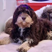 Julius, a male Cavapoo for sale in Muskogee, OK – Photo 5 of 8