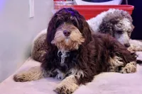 Julius, a male Cavapoo for sale in Muskogee, OK – Photo 5 of 8