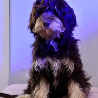 Julius, a male Cavapoo for sale in Muskogee, OK – Photo 1 of 8