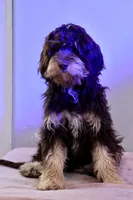 Julius, a male Cavapoo for sale in Muskogee, OK – Photo 1 of 8