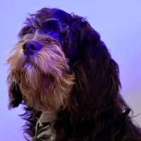 Julius, a male Cavapoo for sale in Muskogee, OK – Photo 2 of 8