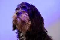 Julius, a male Cavapoo for sale in Muskogee, OK – Photo 2 of 8