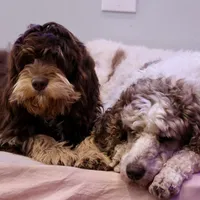 Julius, a male Cavapoo for sale in Muskogee, OK – Photo 6 of 8