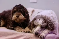 Julius, a male Cavapoo for sale in Muskogee, OK – Photo 6 of 8