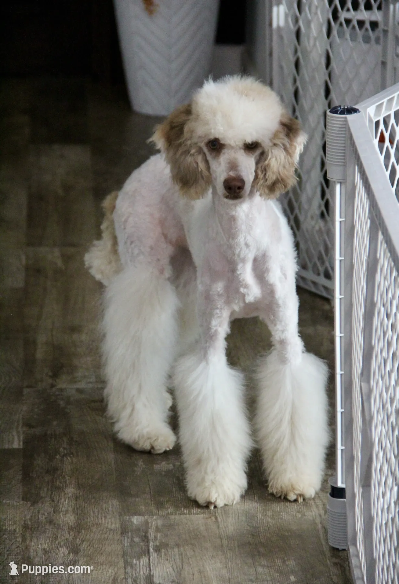 Ghost – Poodle - Miniature Puppy for Sale in Muskogee, OK