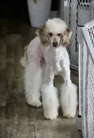 Ghost, a female Poodle - Miniature  for sale in Muskogee, OK – 5 of 8