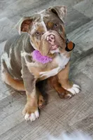 Opal, a female English Bulldog for sale in Muskogee, OK – 2 of 6