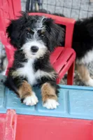 White collar Ultra , a female Bernese Mountain Dog and Bernedoodle for sale in Muskogee, OK – 6 of 7