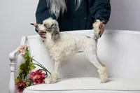 Dutchess, a female Poodle - Miniature  for sale in Muskogee, OK – Photo 2 of 6