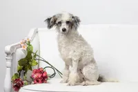 Dutchess, a female Poodle - Miniature  for sale in Muskogee, OK – Photo 4 of 6