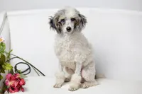 Dutchess, a female Poodle - Miniature  for sale in Muskogee, OK – Photo 5 of 6