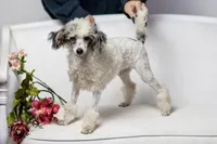 Dutchess, a female Poodle - Miniature  for sale in Muskogee, OK – Photo 6 of 6