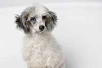 Dutchess, a female Poodle - Miniature  for sale in Muskogee, OK – Photo 1 of 6