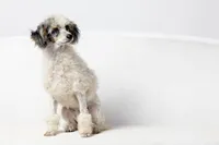 Dutchess, a female Poodle - Miniature  for sale in Muskogee, OK – Photo 3 of 6
