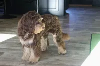 Julius, a male Cavapoo for sale in Muskogee, OK – 7 of 8