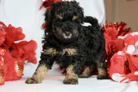 Bae bae micro, a female Miniature Bernedoodle for sale in Muskogee, OK – Photo 3 of 9