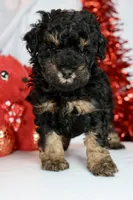 Bae bae micro, a female Miniature Bernedoodle for sale in Muskogee, OK – Photo 5 of 9