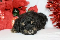 Bae bae micro, a female Miniature Bernedoodle for sale in Muskogee, OK – Photo 2 of 9